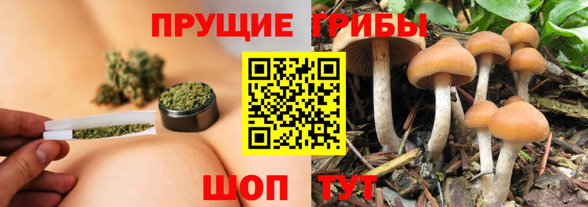 Галлюциногенные грибы прущие грибы  Вход с VPN  Свободный 